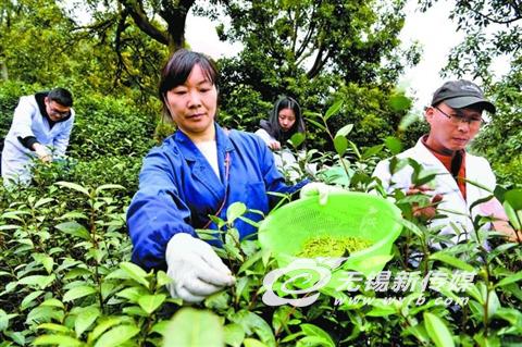 明前茶产量较去年将略增