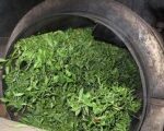 牛蒡茶多少钱一斤 2020牛蒡茶的最新价格及功效介绍