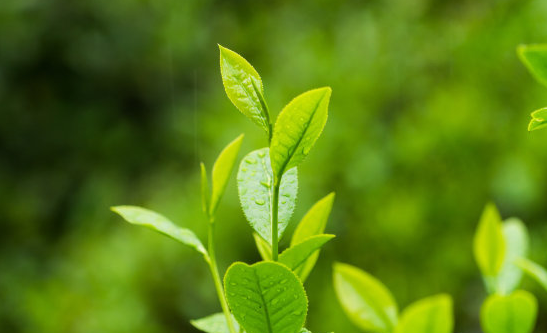  喝毛峰茶有什么好处 喝毛峰茶有安神醒脑和利尿消肿的功效