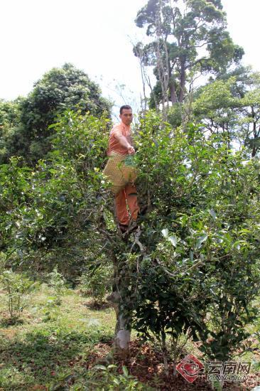 再推“名山名茶” 今年普洱市将打造无量山、千家寨等4座古茶山