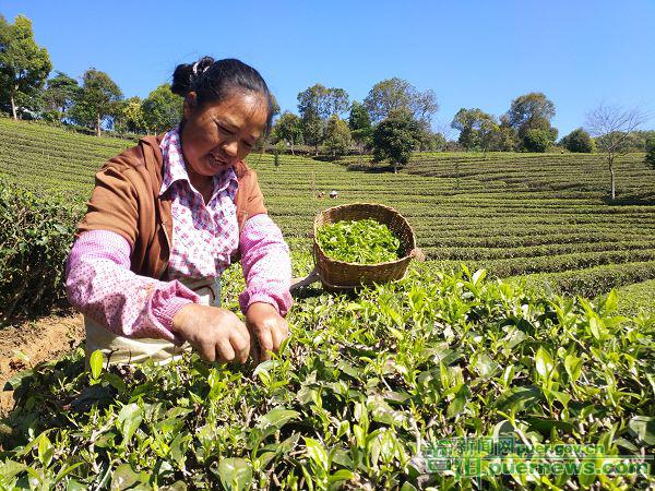 春茶开采新茶飘香