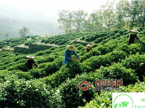 高山茶的品质特征