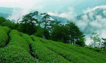  高茶的功效 关于高山茶的介绍 喝高茶的好处