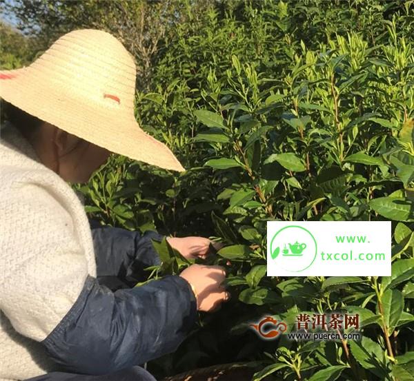 不同茶季茶叶的特点