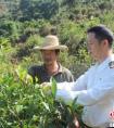 广东揭阳侨乡名山炒茶香海外