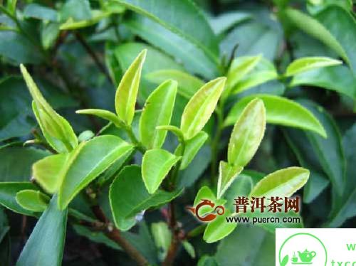 高山云雾茶属于绿茶吗？