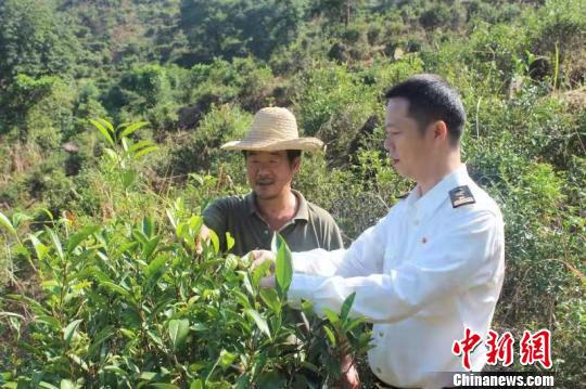 广东揭阳侨乡名产高山炒茶飘香海外